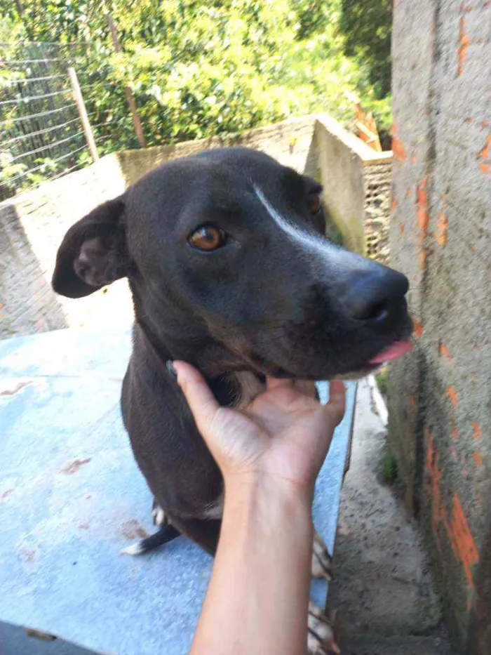 Cachorro ra a Srd idade 1 ano nome Amora