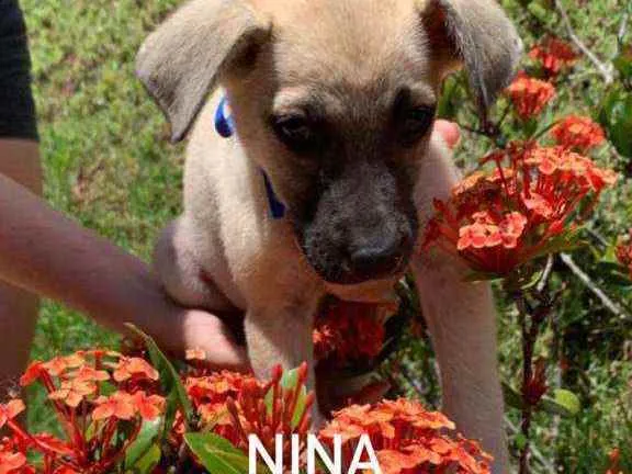 Nina