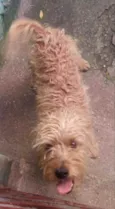 Tobi