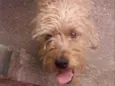 Tobi