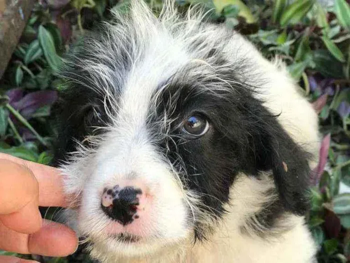 Cachorro raça Viralata idade Abaixo de 2 meses nome SEM NOME  3