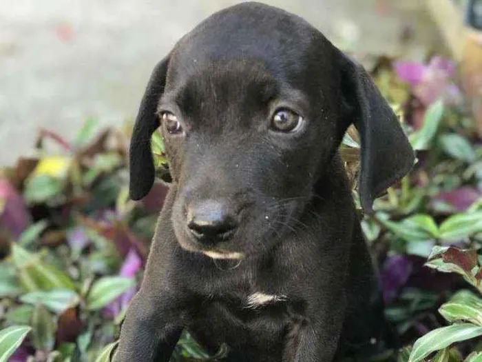 Cachorro raça Viralata idade 2 a 6 meses nome SEM NOME 2