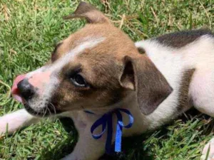 Cachorro raça SRD idade 2 a 6 meses nome Cookie