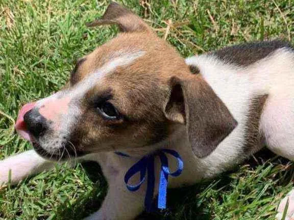 Cachorro raça SRD idade 2 a 6 meses nome Cookie