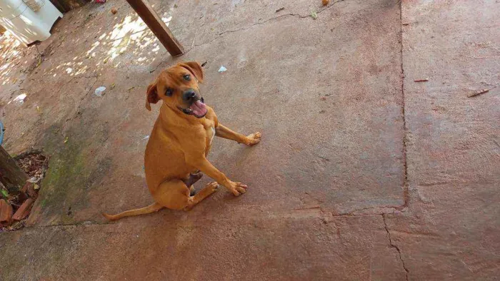 Cachorro ra a  idade 7 a 11 meses nome Revoada