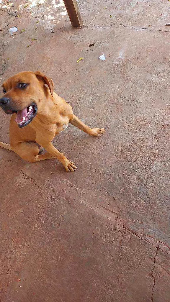 Cachorro ra a  idade 7 a 11 meses nome Revoada