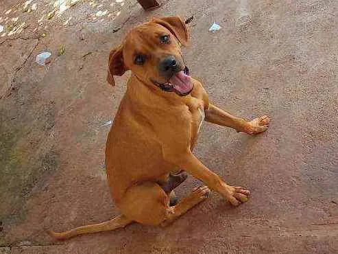 Cachorro ra a  idade 7 a 11 meses nome Revoada