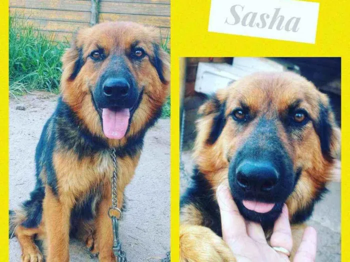Cachorro raça PASTOR COM RODHESIA idade 7 a 11 meses nome SASHA