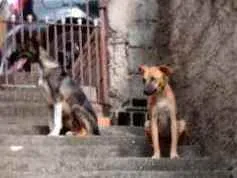 Cachorro raça Viralata  idade 7 a 11 meses nome Espoleta e Frederico