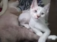 Mimi