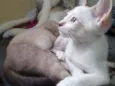 Mimi