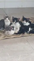 Gatinhos