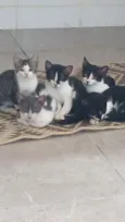 Gatinhos