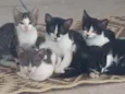 Gatinhos