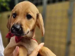 Cachorro raça SRD  idade 2 a 6 meses nome Ariel 
