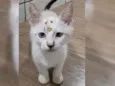 Mimi
