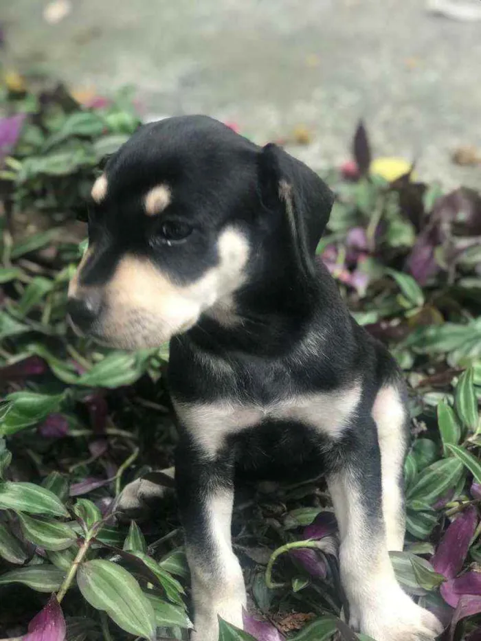 Cachorro raça Viralata idade Abaixo de 2 meses nome SEM NOME 1