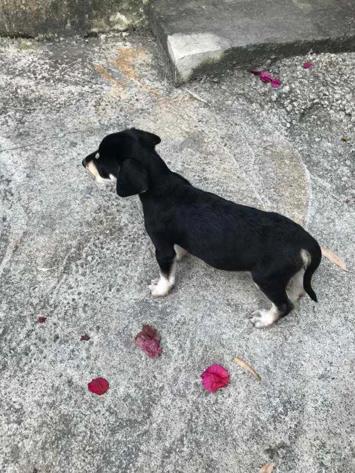 Cachorro raça Viralata idade Abaixo de 2 meses nome SEM NOME 1