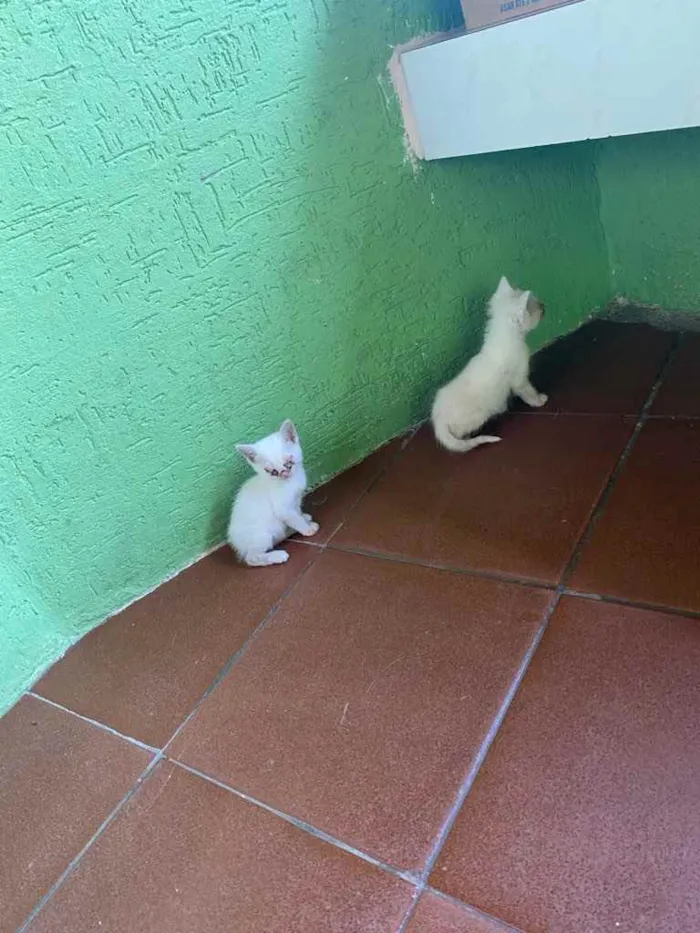 Gato ra a Sem raça definida idade Abaixo de 2 meses nome Filhotes