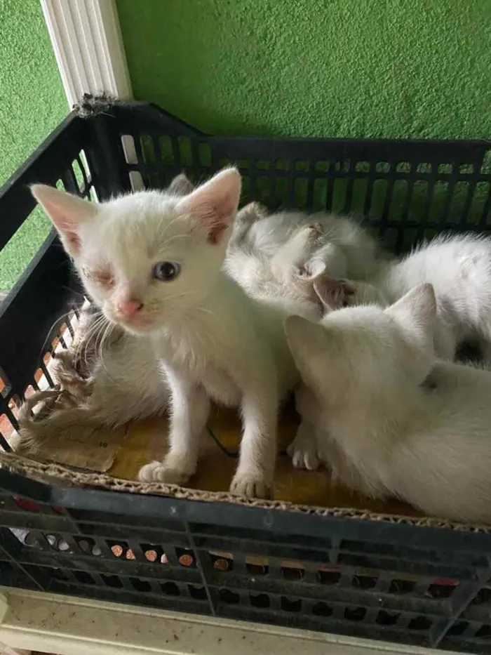 Gato ra a Sem raça definida idade Abaixo de 2 meses nome Filhotes