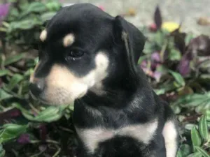 Cachorro raça Viralata idade Abaixo de 2 meses nome SEM NOME 1