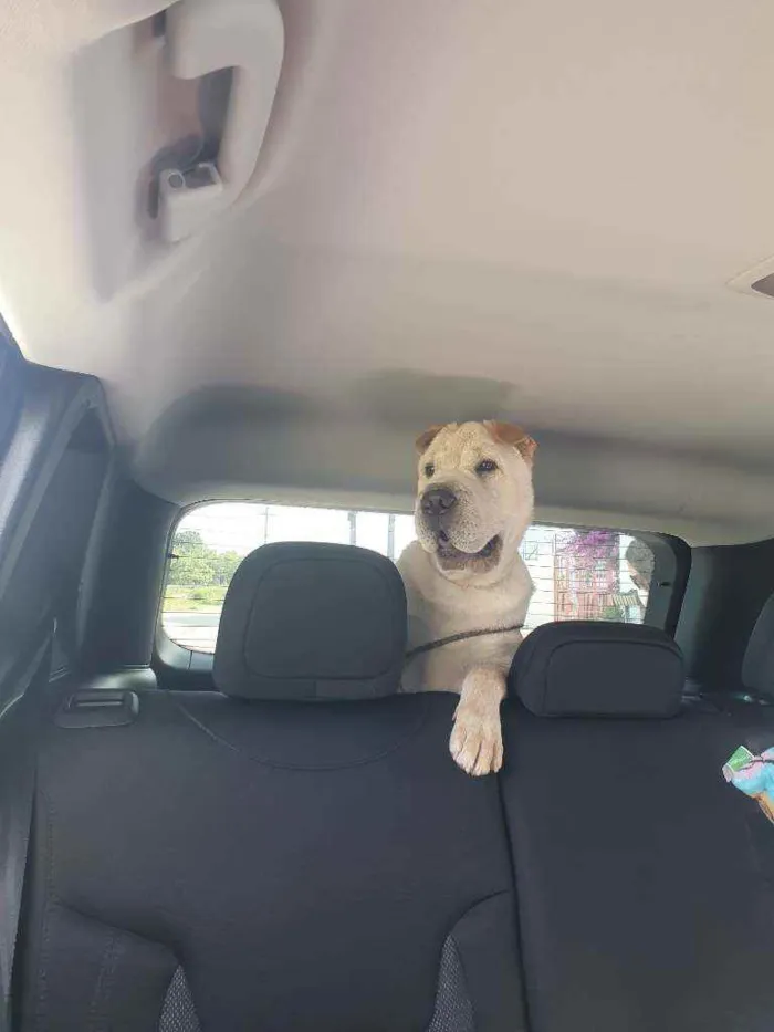 Cachorro ra a STD- Shar-Pei + Chow-chow idade 7 a 11 meses nome Björn