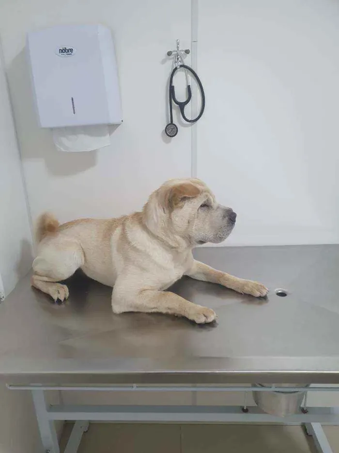 Cachorro ra a STD- Shar-Pei + Chow-chow idade 7 a 11 meses nome Björn