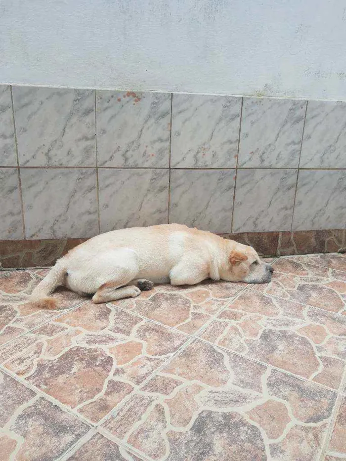 Cachorro ra a STD- Shar-Pei + Chow-chow idade 7 a 11 meses nome Björn