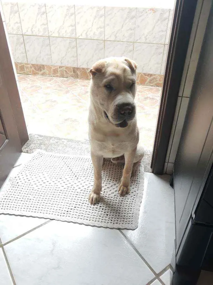 Cachorro ra a STD- Shar-Pei + Chow-chow idade 7 a 11 meses nome Björn