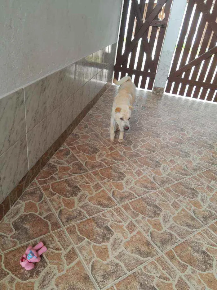 Cachorro ra a STD- Shar-Pei + Chow-chow idade 7 a 11 meses nome Björn