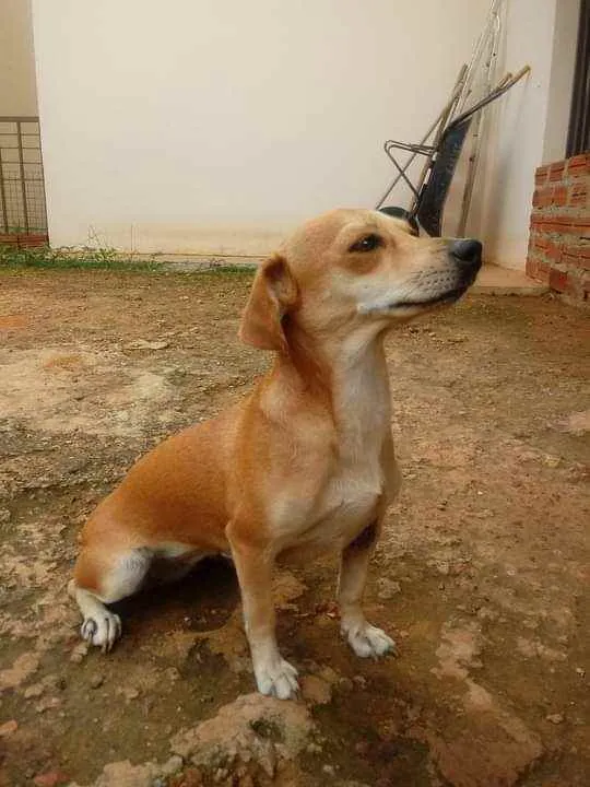 Cachorro ra a vira-lata  idade 2 anos nome Mel