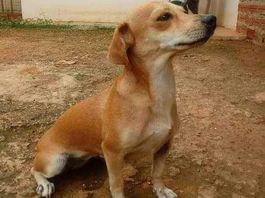 Cachorro ra a vira-lata  idade 2 anos nome Mel