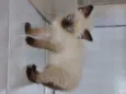 Gato raça Mestiços Sagrado da Birmânia   idade 2 a 6 meses nome Pituca e Pitucha