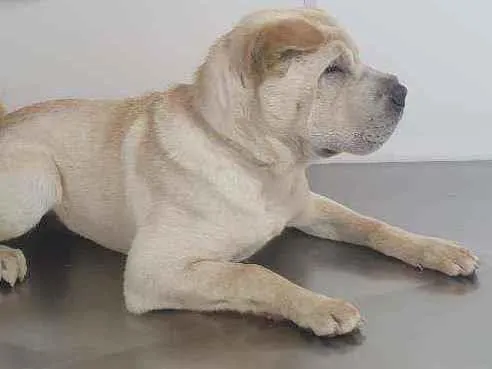 Cachorro ra a STD- Shar-Pei + Chow-chow idade 7 a 11 meses nome Björn