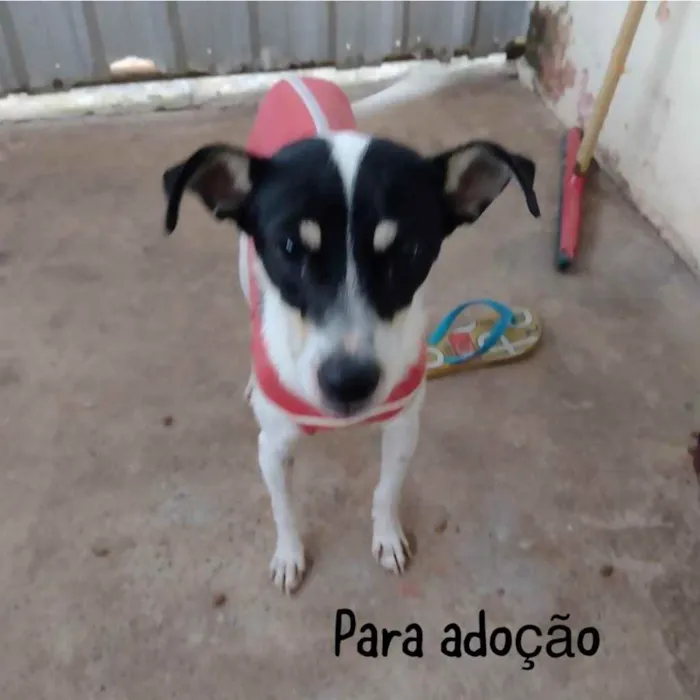 Cachorro ra a SRD idade 1 ano nome Jade e Kipo