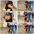 Jade e Kipo