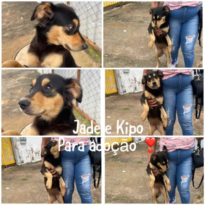 Cachorro ra a SRD idade 1 ano nome Jade e Kipo