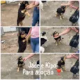 Jade e Kipo