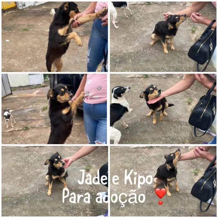 Cachorro ra a SRD idade 1 ano nome Jade e Kipo