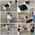 Jade e Kipo