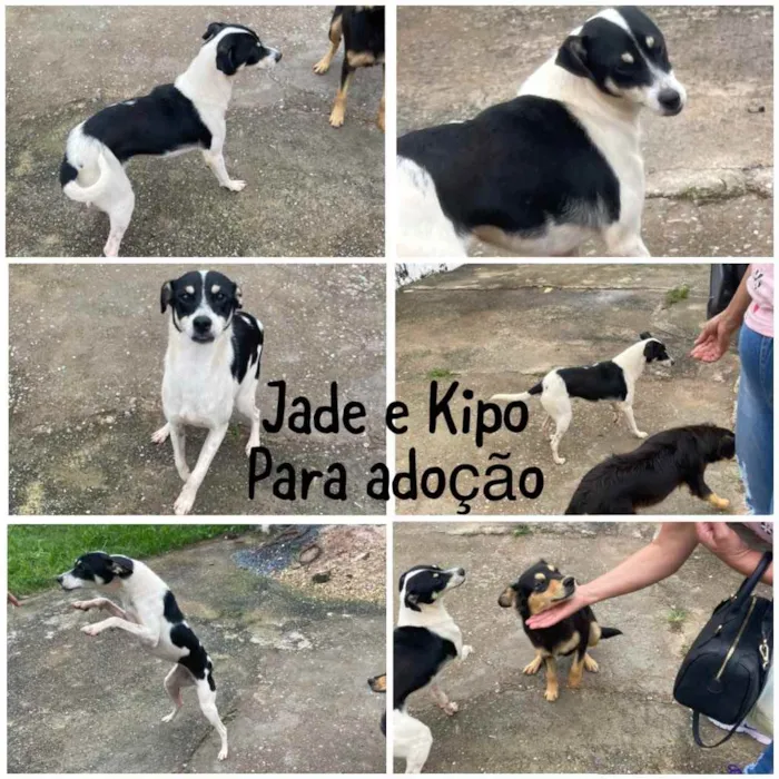 Cachorro ra a SRD idade 1 ano nome Jade e Kipo