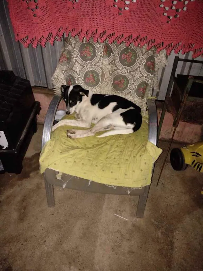 Cachorro ra a SRD idade 1 ano nome Jade e Kipo