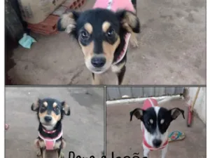 Cachorro raça SRD idade 1 ano nome Jade e Kipo