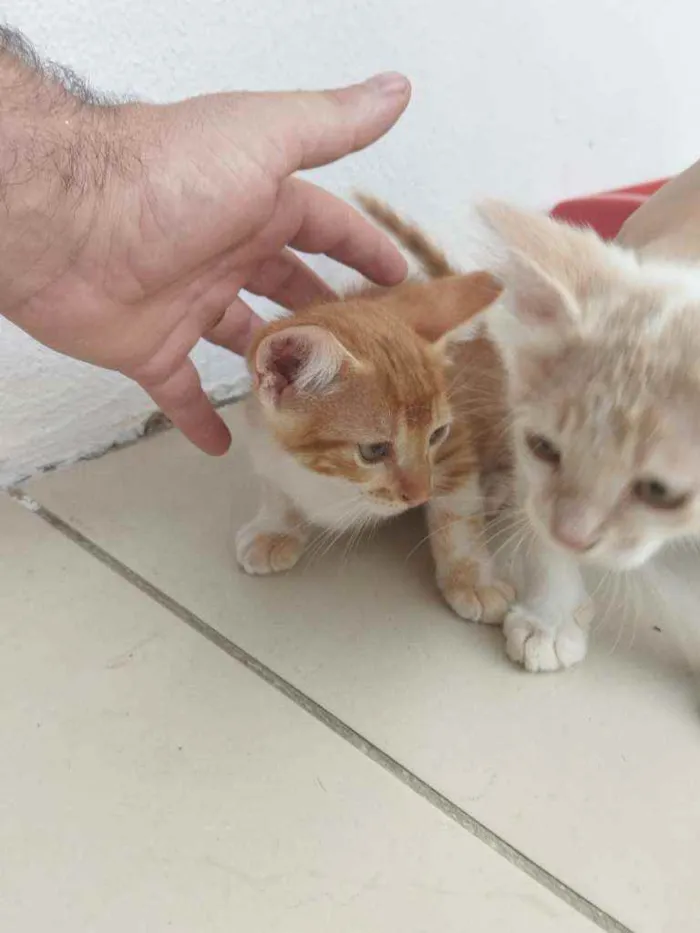 Gato ra a  idade 2 a 6 meses nome Catarina