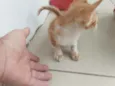 Catarina