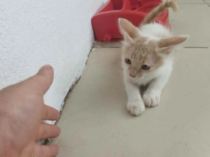 Gato ra a  idade 2 a 6 meses nome Catarina