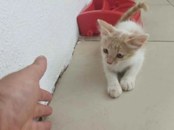 Gato ra a  idade 2 a 6 meses nome Catarina