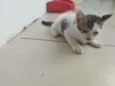 Catarina