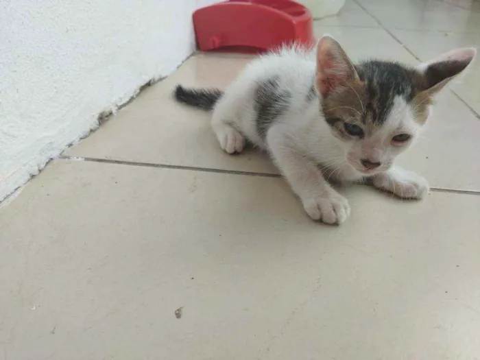 Gato ra a  idade 2 a 6 meses nome Catarina