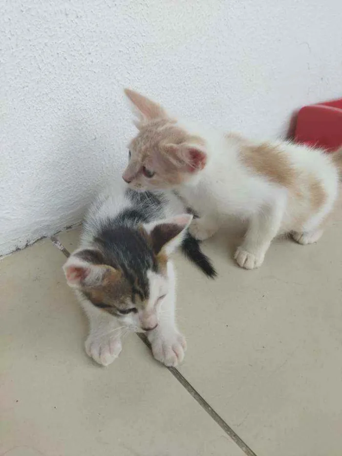 Gato ra a  idade 2 a 6 meses nome Catarina